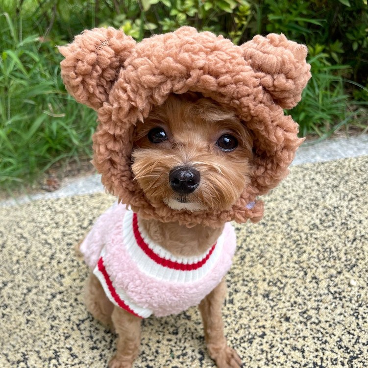 로로펫 반려동물 강아지 고양이 곰돌이모자