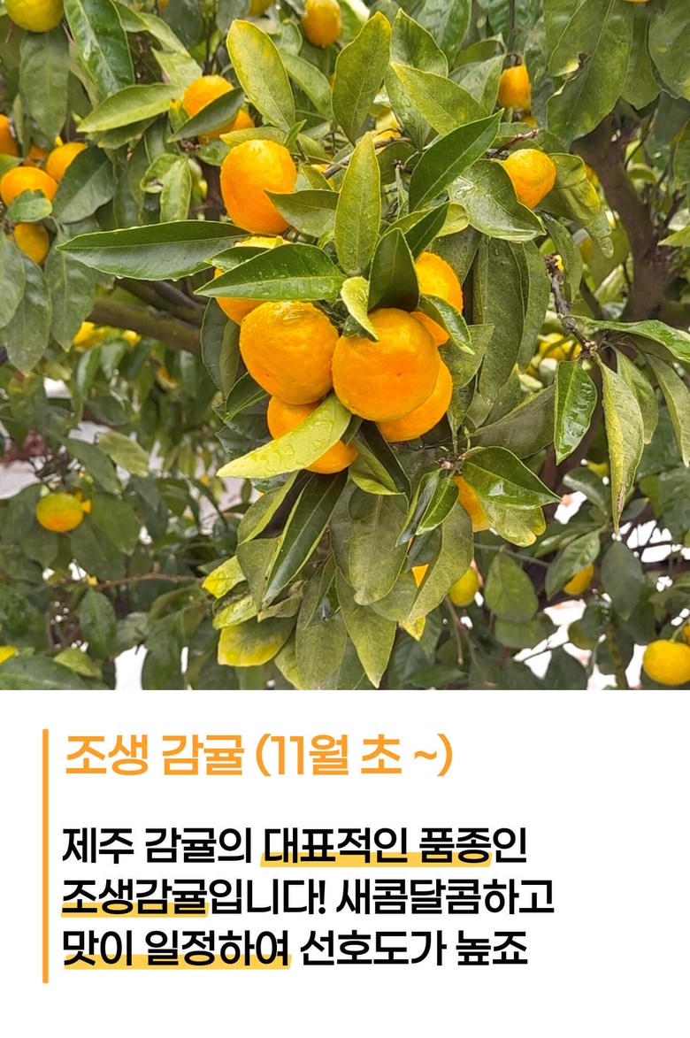 농장스 제주 산지직송 고당도 밀감 - 귤 | 쿠팡
